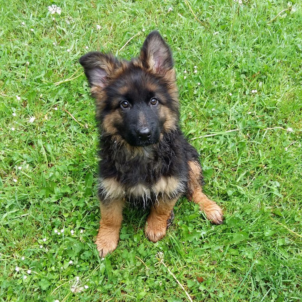 Accueil Elevage Du Lunoxa Eleveur De Chiens Berger Allemand Poil Long