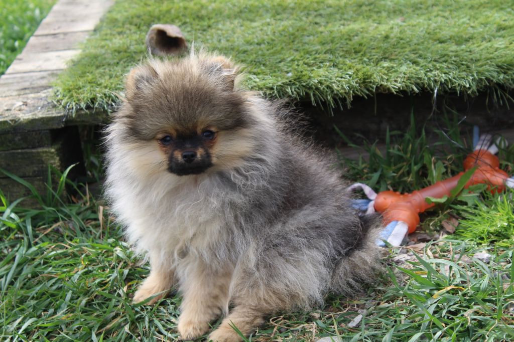 Chiot Spitz allemand TOOKIE stérilisée de la Générade