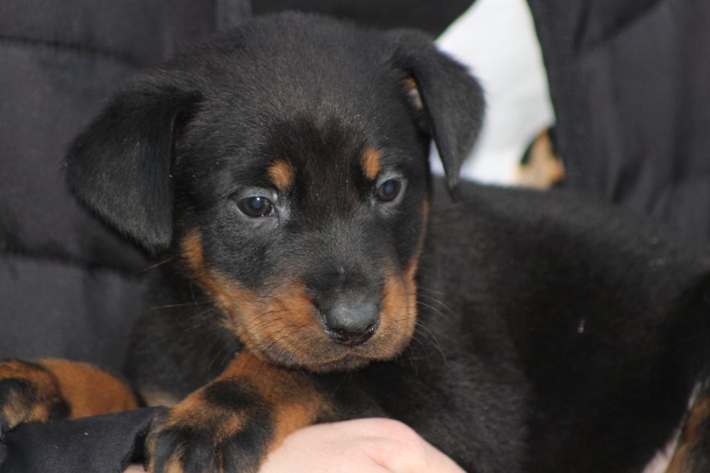 Chiot Berger De Beauce Chiot De Genevayse