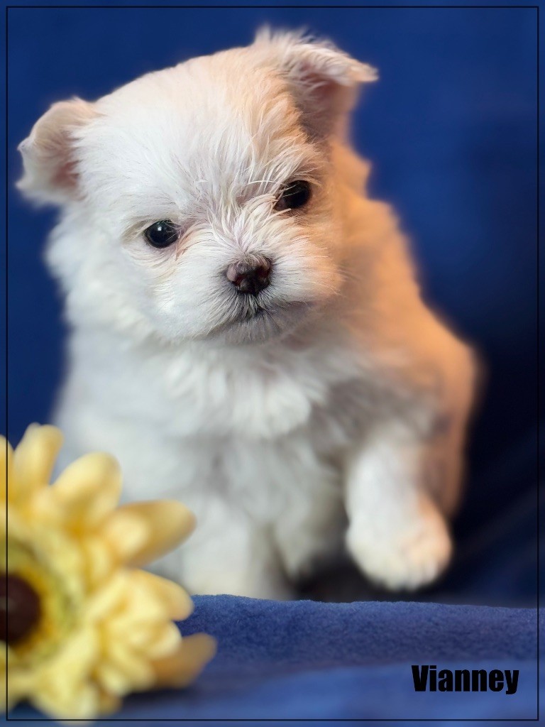 Chiot Bichon Maltais VIANNEY Of Kieu Temple