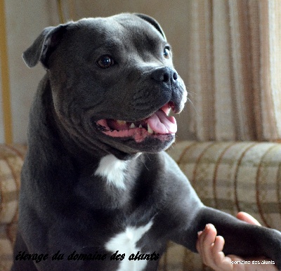 rencontre bull terrier