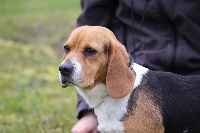 rencontre amoureuse chiens