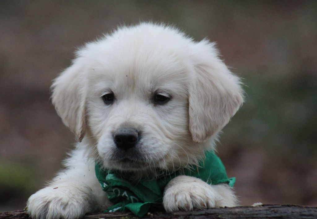 Chiots Elevage Des Alizes De Maelynn Eleveur De Chiens Golden Retriever