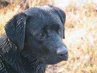 Étalon Labrador Retriever - Vraiment à moi dite valence de la plaine de Lavau