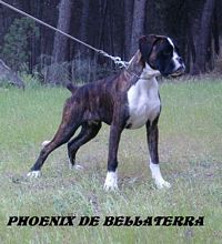 Étalon Boxer - Phoenix de Bellaterra