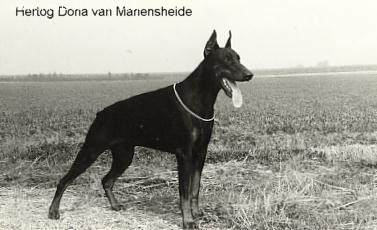 Hertog dona v. manensheide