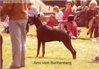 Arro V.buchenberg