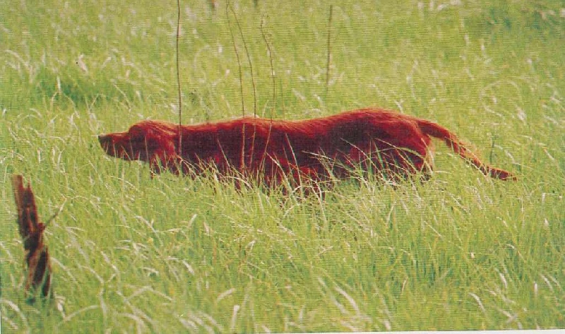 Organdie Du bois de balisy