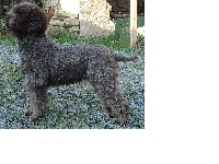 Étalon Lagotto Romagnolo - CH. Vadrouille Du mas de rognard