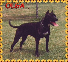 Olga des Bois de Cave Canem