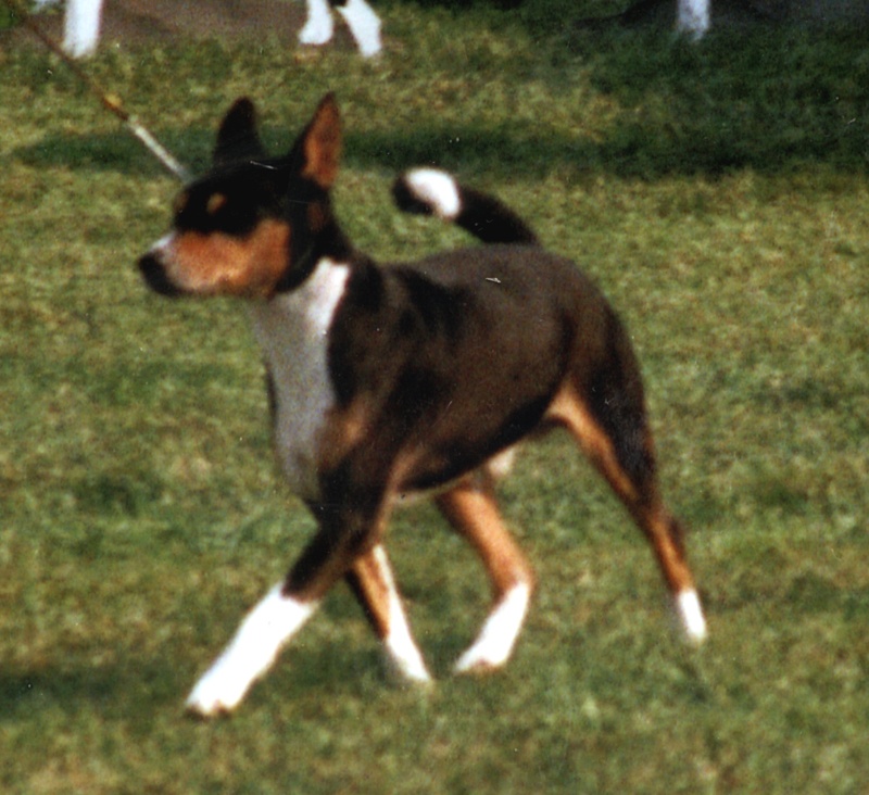 CH. kissi's Hershey of centaurus