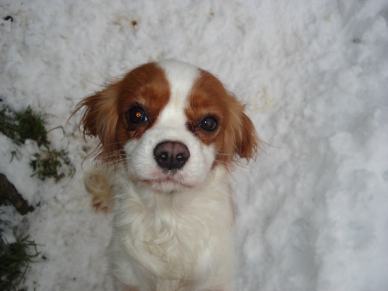 Belinda des Cavaliers de Canine Country