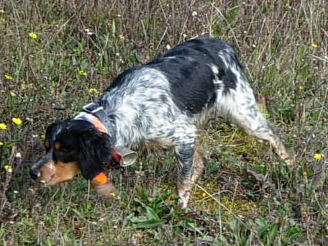 Bambou des T'chiots Picards