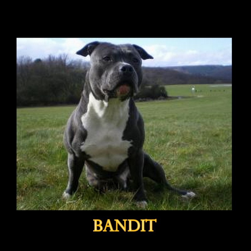 Bandit de De la crique du Flojule