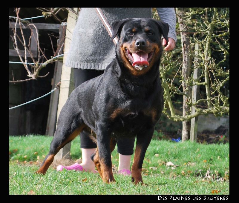 Bianca du domaine du rottweiler