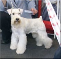 Étalon Schnauzer miniature - CH. wildwood kelley's Gambler