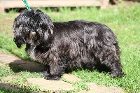 Étalon Shih Tzu - Tagada du domaine de marly