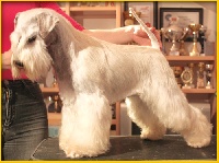 Étalon Schnauzer miniature - CH. Unique beauty mengo celebration