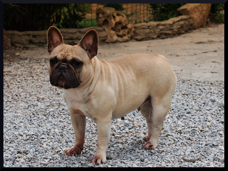 CH. Belluci De l'ombre du donjon