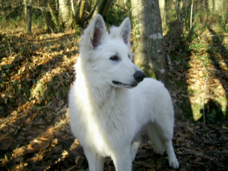 Publication : des Loups des Embruns Auteur : Dominique PLEYBERT