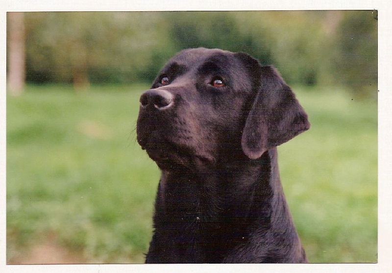 TR. CH. Handsome boy de la Passe de L' Eider