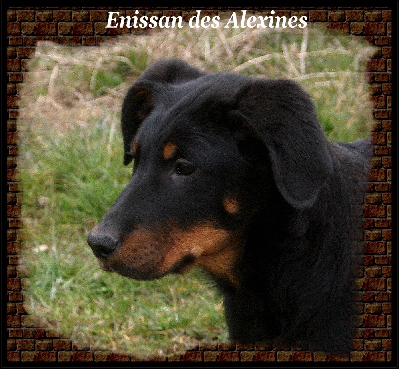 Enissan Des alexines