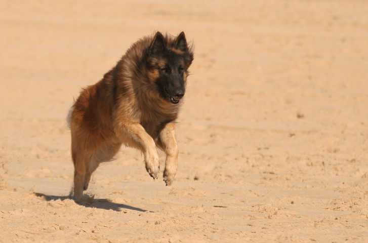 Diter des loups d'Aquitaine