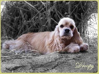 Étalon American Cocker Spaniel - Dolce gabana de Maybeline