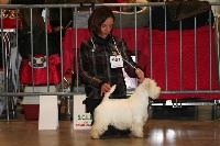 Étalon West Highland White Terrier - Elvira-madigan du Domaine de Valesco