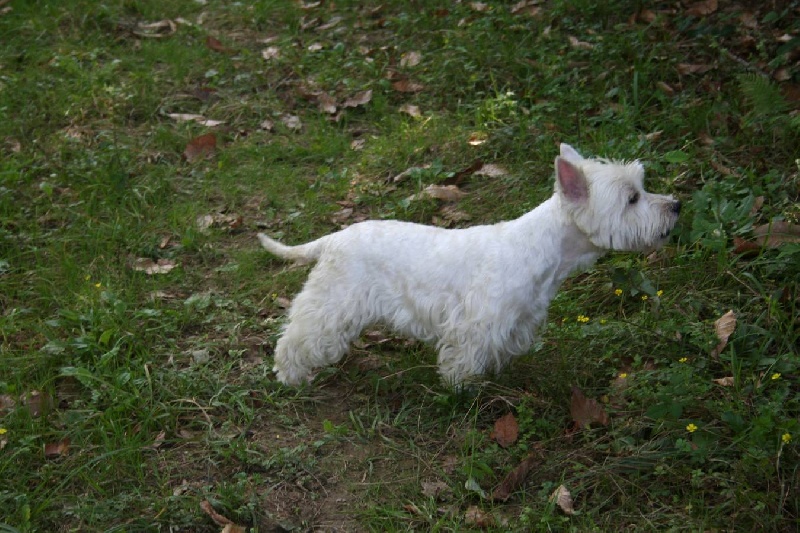 Diva des P'tibétains