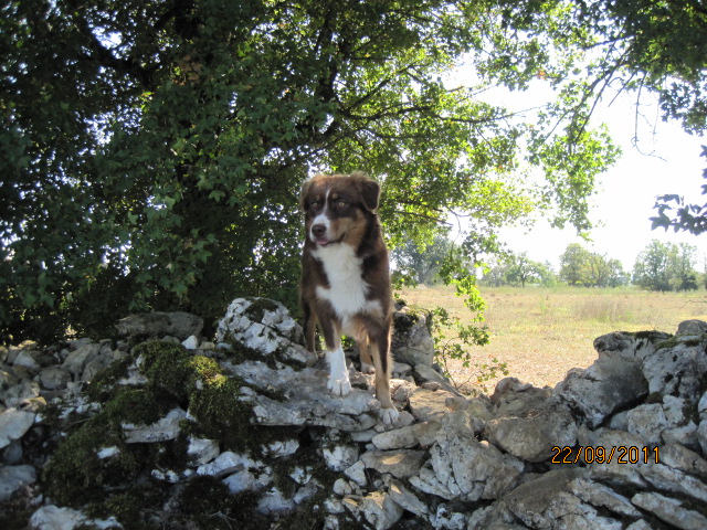 Publication : des bergers de rocamadour Auteur : collet didier