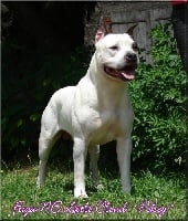 Étalon American Staffordshire Terrier - Fraja ne Little cloud