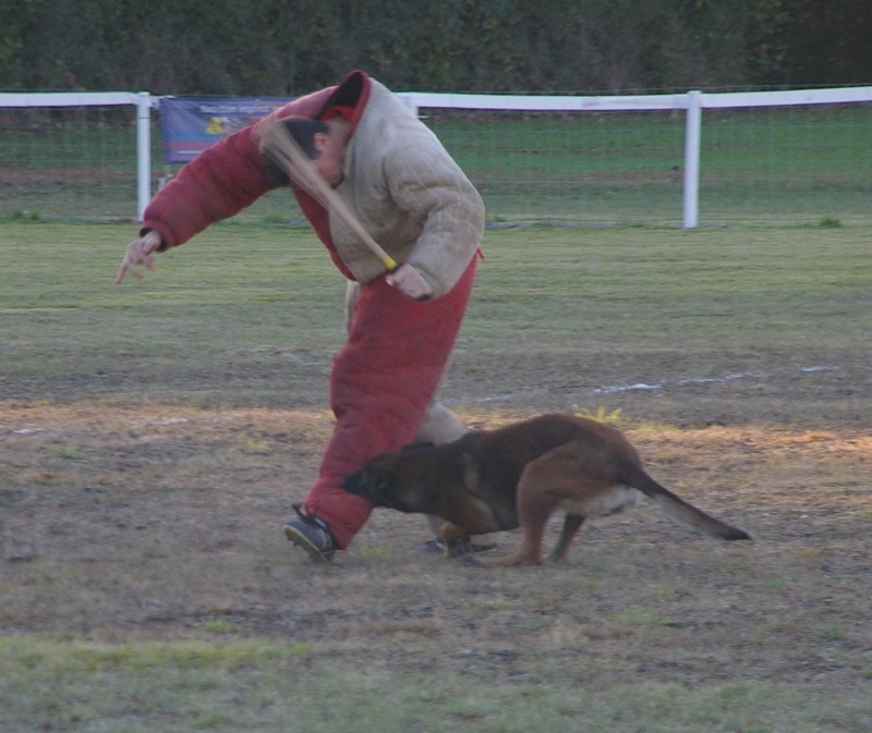 Eros des loups de genain