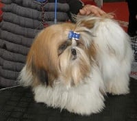 Étalon Shih Tzu - Mandarin Garden's Fire'n ice