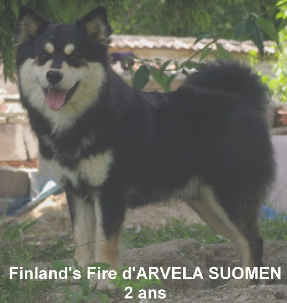 Publication : Arvela Suomen Auteur : ARVELA SUOMEN - Viviane POIRIER