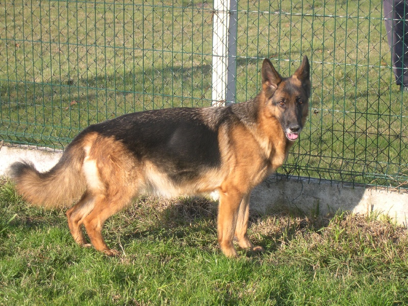 Publication : de l'Ode des Loups 