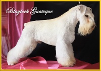 Étalon Schnauzer miniature - CH. Blaylock Guateque