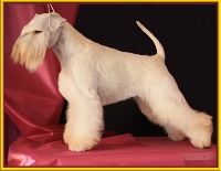 Étalon Schnauzer miniature - CH. Blaylock Guindilla