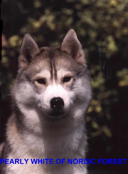 CH. Pearly white of Nordic Forest