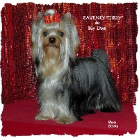 Étalon Yorkshire Terrier - Eavenly girly du Puy Doré