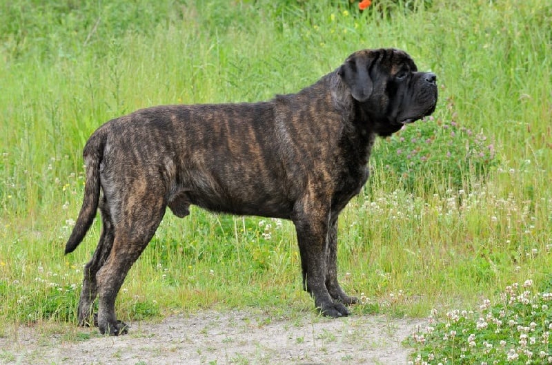 CH. millennium mastiffs Gustav