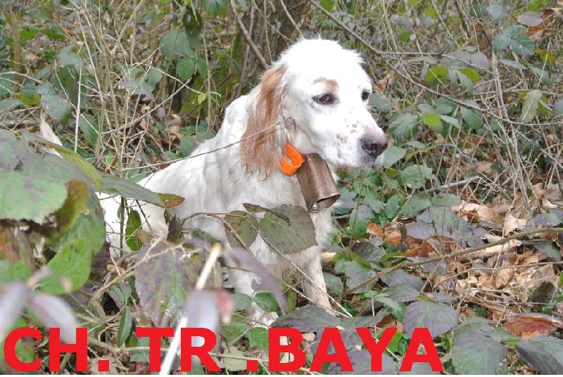 TR. CH. Baya des bois des settons