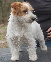 Étalon Jack Russell Terrier - Hugo boss de L'Envol des Aigles