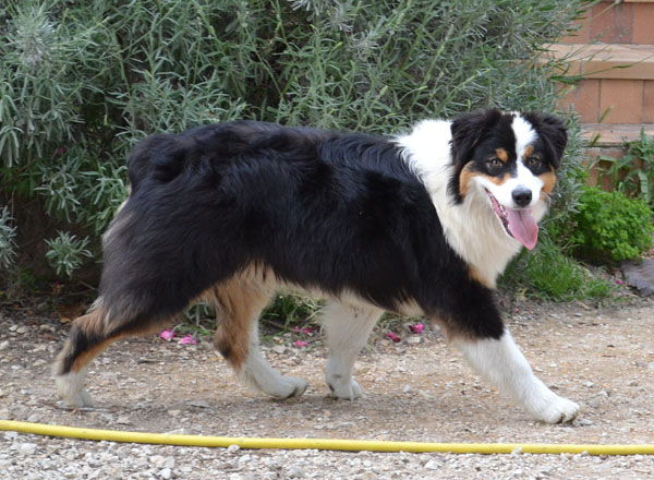 Ghoticc black tala nahima de la Provence Australe