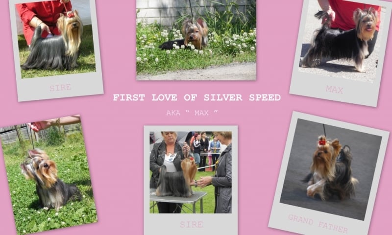 CH. First love of silver speed