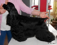 Étalon American Cocker Spaniel - CH. clayton's American independence