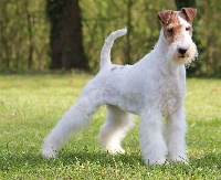 Étalon Fox Terrier Poil Dur - Golden-eye D'hondrecoutre