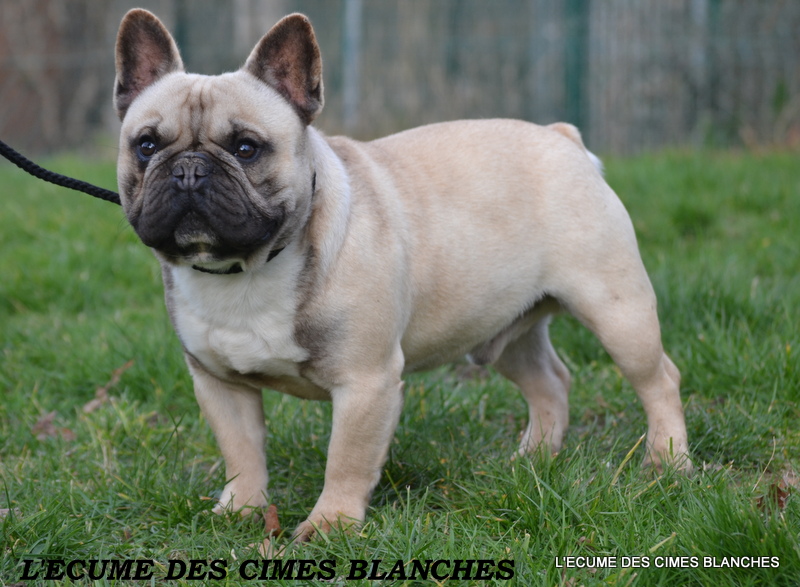 Hoop's de l'écume des cimes blanches