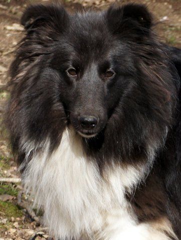 Gwen ha du des Gardiens de Broceliande