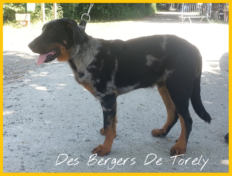 Publication : Des Bergers De Torely Auteur : Mr Joneau Tony